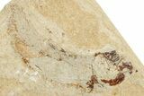 Cretaceous Fossil Fish - Lebanon #251384-2